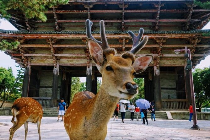 Kyoto & Nara Private Tour from Osaka Kyoto Hotel Pick-up - The Golden Pavilion at Kinkaku-ji