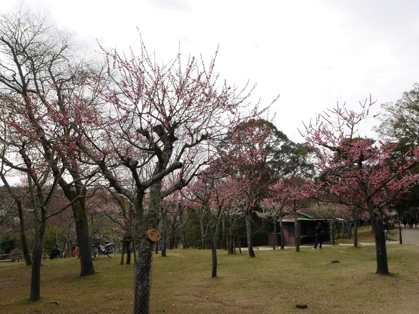 Kyoto: Nara, Todaiji, Kasuga Taisha Shrine Private Full Day - Who will enjoy this Nara day trip?