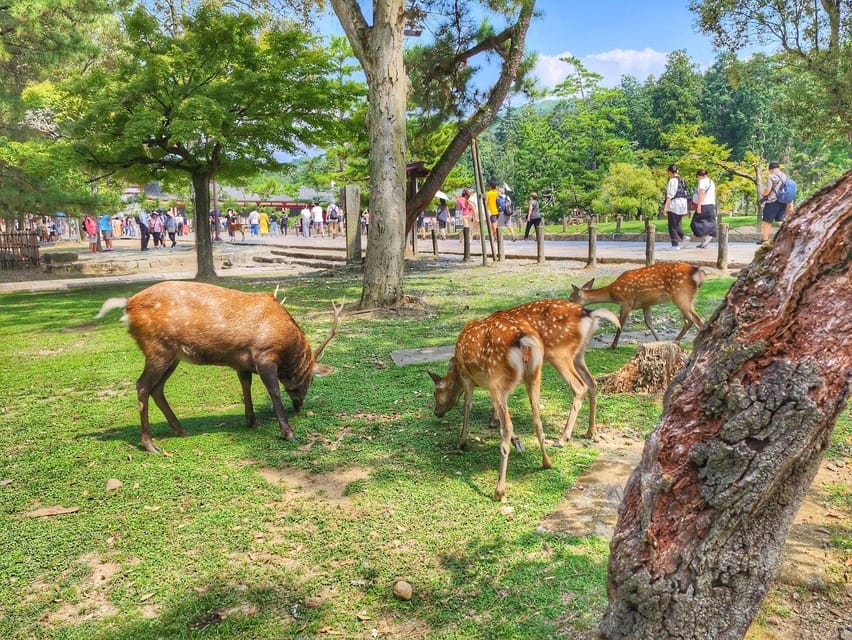 Kyoto: Nara, Todaiji, Kasuga Taisha Shrine Private Full Day - Meeting the deer in Nara Park