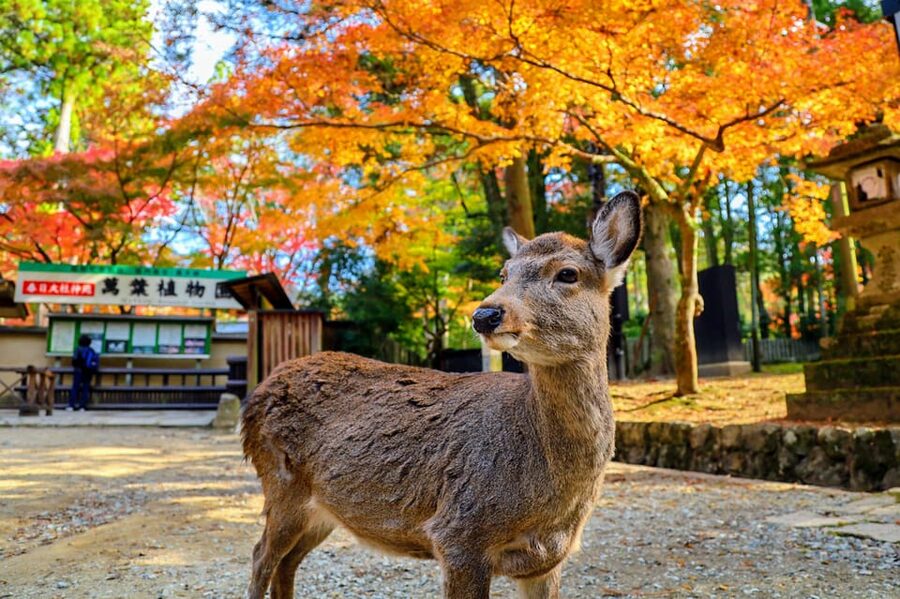 Kyoto: Nara & Traditional Matcha Experience Bus Tour - Why this Nara and Uji combination works