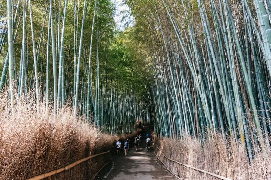 Kyoto: Nijo Castle, Kiyomizu & Fushimi Inari Guided Tour - Who will get the most from this tour