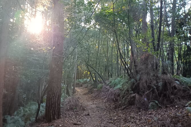 Kyoto Off The Beaten Path: Hidden Zen Garden & Magical Shrine - Why this four-hour Kyoto route works