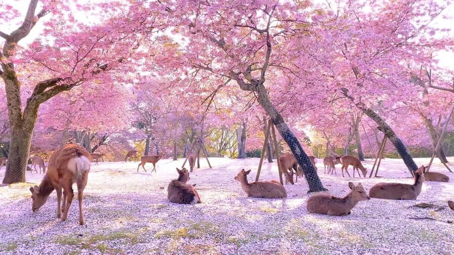 Kyoto/Osaka: Kyoto and Nara Customized Private Guided Tour - Kinkaku-ji brings gold leaf into view
