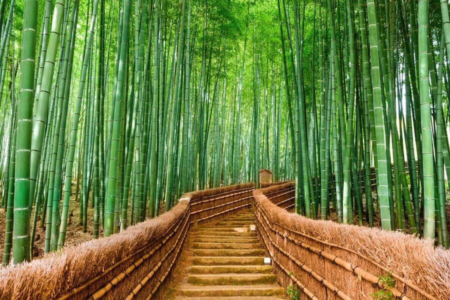 Kyoto/Osaka: Kyoto and Nara Customized Private Guided Tour - Nara Park brings deer into the picture