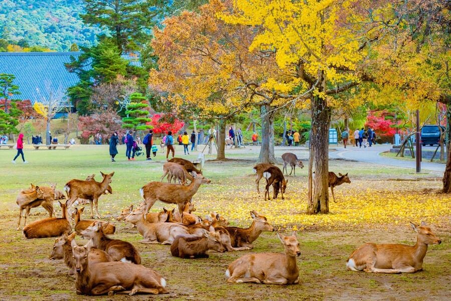 Kyoto/Osaka: Kyoto and Nara Customized Private Guided Tour - Arashiyama Bamboo Forest starts the visual parade