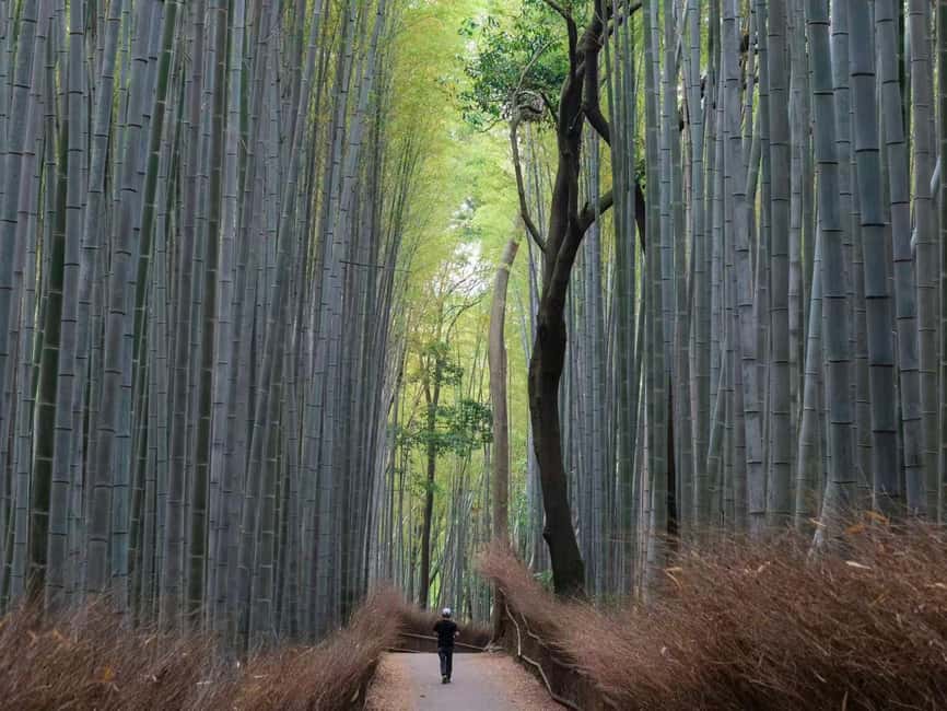 Kyoto/Osaka: Kyoto&Nara Customized Private Highlights Tour - Key points at a glance