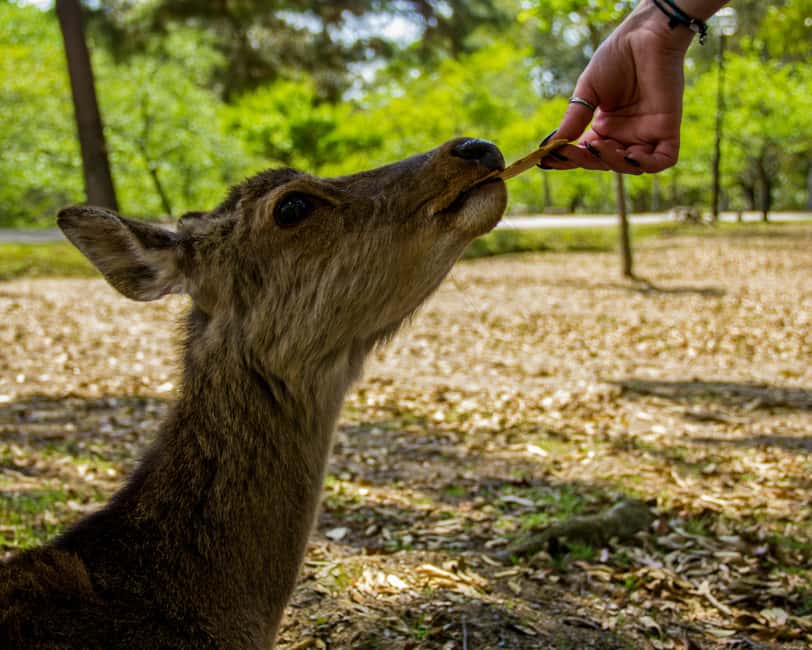 Kyoto/Osaka: Kyoto&Nara Customized Private Highlights Tour - Nara Park and the Great Buddha