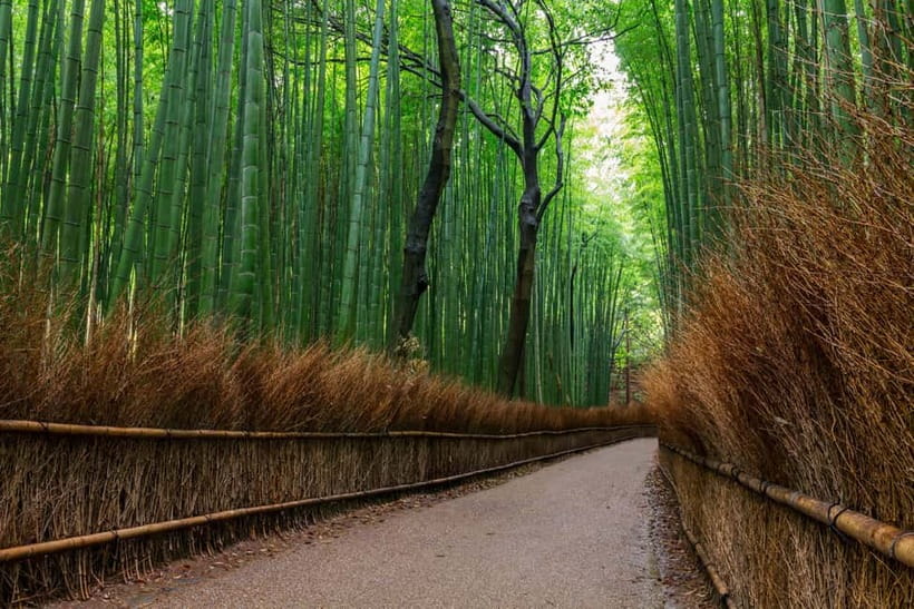 Kyoto/Osaka: Nara, Fushimi Inari Taisha, Arashiyama Bus Tour - Fushimi Inari and the red gate tunnel