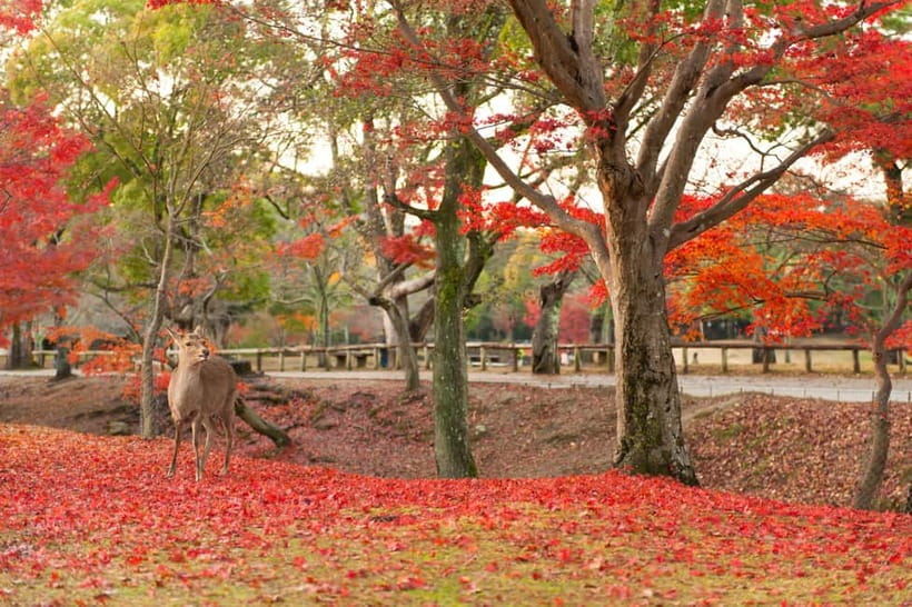 Kyoto/Osaka: Nara, Fushimi Inari Taisha, Arashiyama Bus Tour - Arashiyama’s bamboo, shrines, and river views