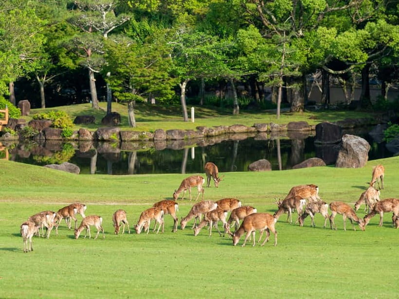 Kyoto/Osaka: Nara, Fushimi Inari Taisha, Arashiyama Bus Tour - What the $52 price really covers
