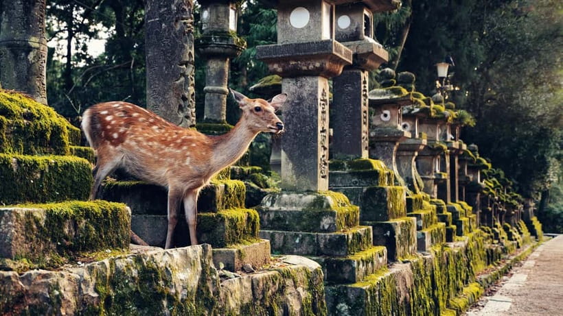 Kyoto/Osaka: Nara, Fushimi Inari Taisha, Arashiyama Bus Tour - The guides make or break the pace