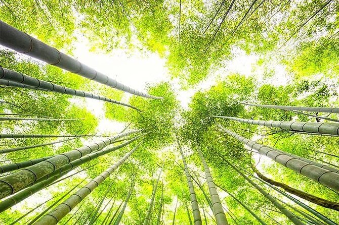 Kyoto, Osaka, Nara Private Tour by Car English Driver Guide - Osaka in 10 hours: city sights with less temple walking