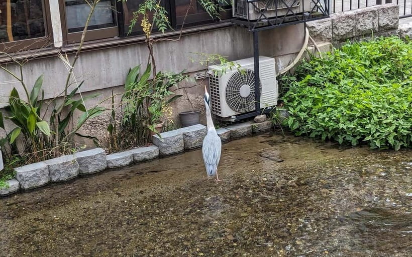 Kyoto: Personalize, private tour (3h, 5h, 8h) [W/Car Option] - The real cost of this private experience