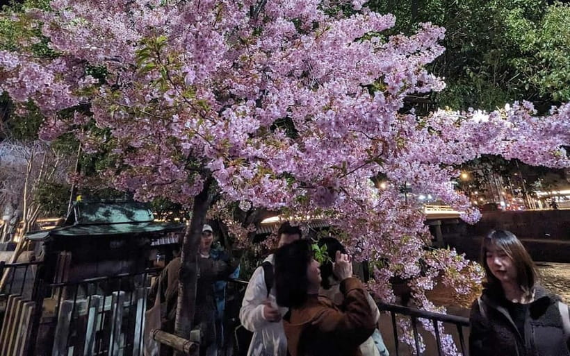 Kyoto: Personalize, private tour (3h, 5h, 8h) [W/Car Option] - Who will get the most from this tour