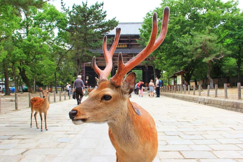 Kyoto: Private Customizable Day Tour with Guide and Vehicle - Kiyomizu-dera: views, slopes, and a little extra walking