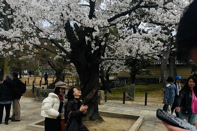 Kyoto Private & Customizable Tour with English-Speaking Driver - Sannenzaka and Ninenzaka, Kyoto on foot