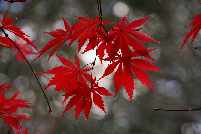 Kyoto: Private Flexible 3 hours tour with a local guide - A Kyoto tour built around your priorities