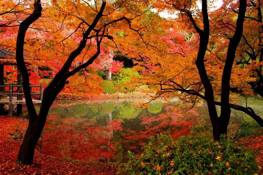 Kyoto: Private Full-Day Customizable World Heritage Tour - Hōkan-ji, Sannenzaka, and Ninenzaka