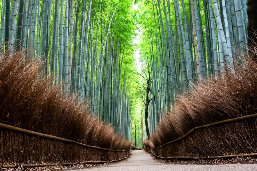 Kyoto: Private Full-Day Tour by Car - Gion, Markets, and Neighborhood Stops