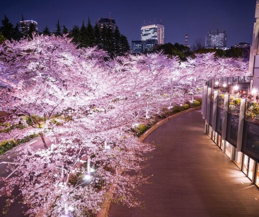 Kyoto: Private Highlights Tour with Guide and Luxury Vehicle - Ginkaku-ji and Sanjusangen-do add welcome variety