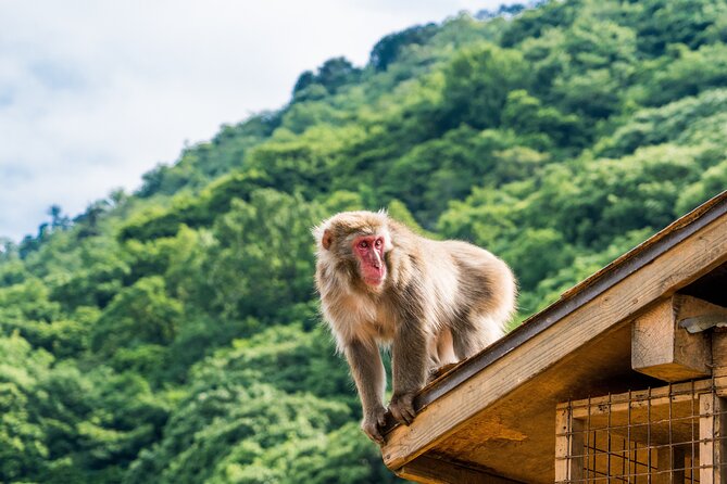 Kyoto's Top City Highlights: 2-Day Private Tour Experience - Arashiyama starts day two with bamboo and gardens