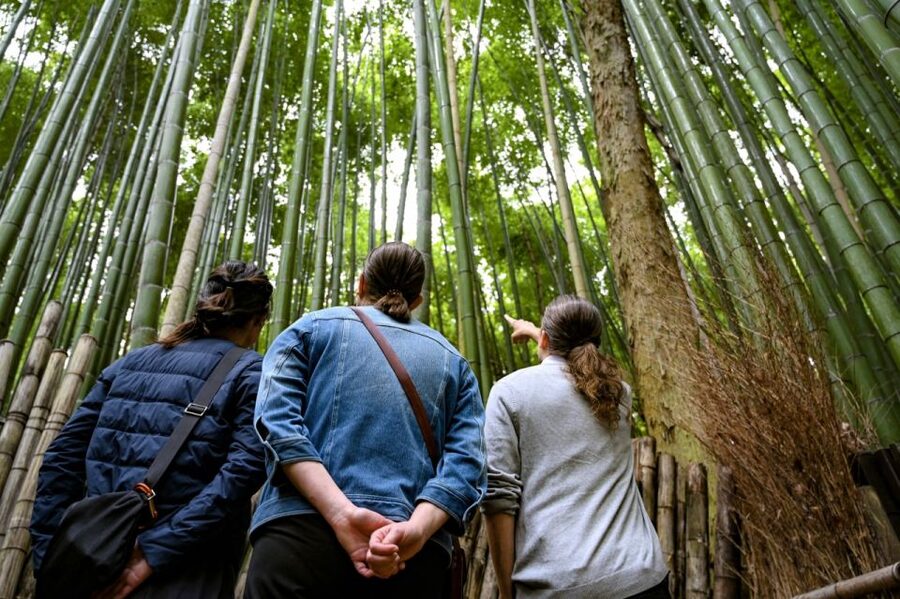 Kyoto to Arashiyama Day Trip - Private & Personalized - What $242 Per Person Buys You
