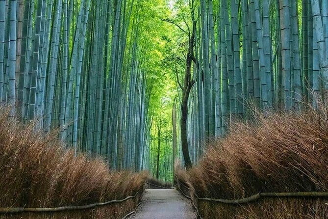 Kyoto tour 12 hours Private Nagoya pick up available - Why a private car changes a long Kyoto day