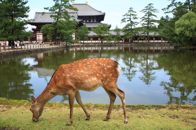 Nara 8hr Private Tour - Kyoto DEP. with Licensed Guide - Key points to know before booking