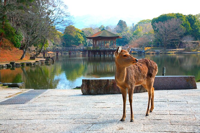 Nara Park, Osaka & Kobe from Kyoto Full Day tour - Key points at a glance