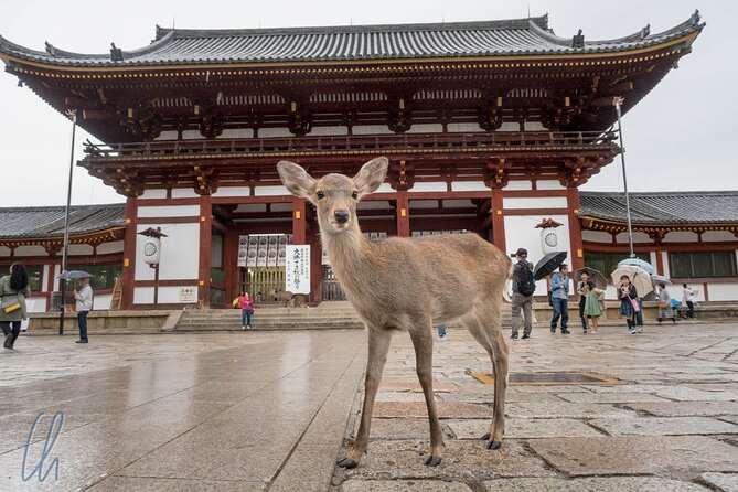 Nara Park, Osaka & Kobe from Kyoto Full Day tour - Kobe in 50 minutes