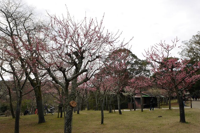 Nara Todaiji Kasuga Taisha Private Full Day Tour From Kyoto - Why this Kyoto to Nara day trip works