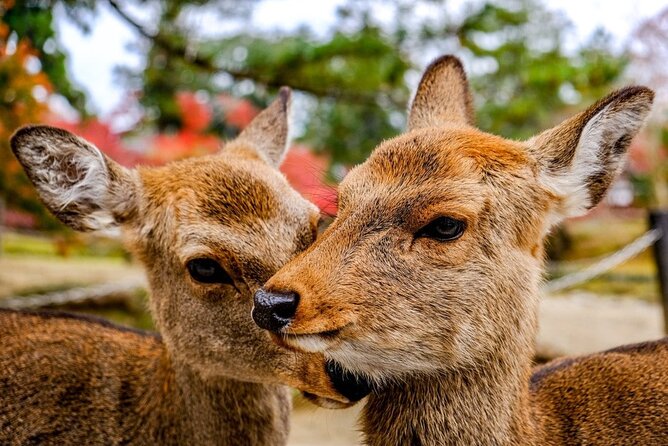 Osaka and Nara Day Tour with Private Transportation - Why this Kyoto day trip works