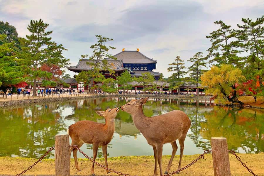 Osaka/Kyoto: Arashiyama, Nara & Fushimi Inari Shrine w/Lunch - Who should book this tour?
