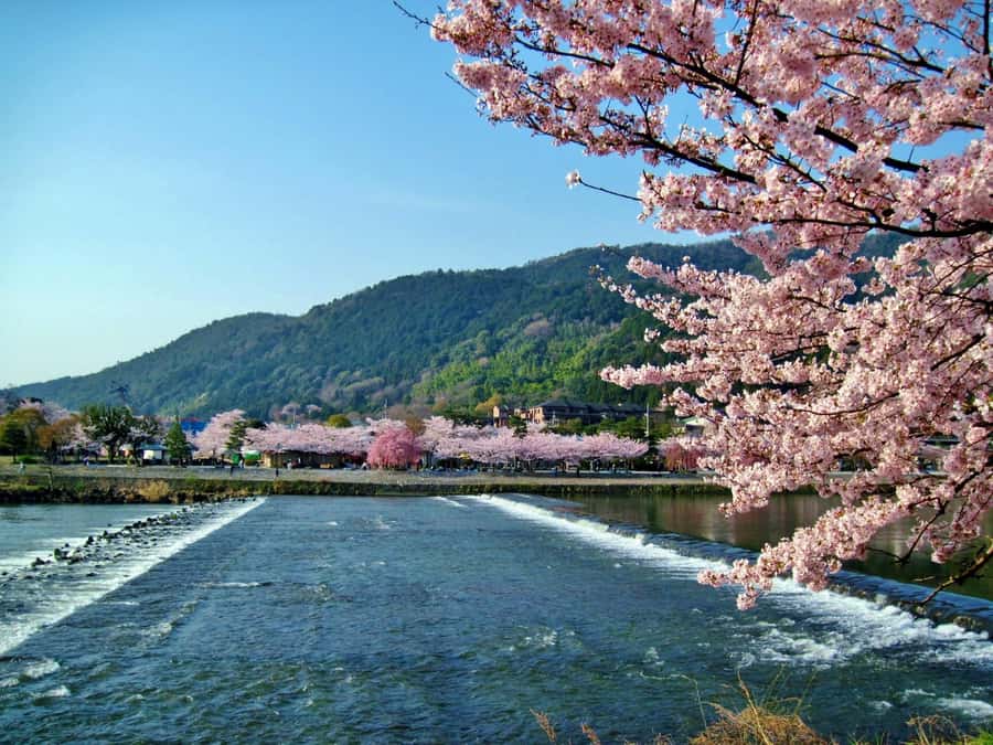 Osaka/Kyoto: Arashiyama, Nara & Fushimi Inari Shrine w/Lunch - Guides, group pace, and the self-guided format