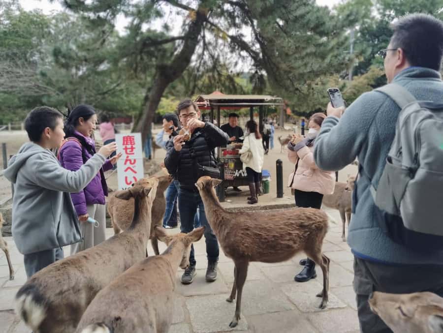 Osaka/Kyoto: Arashiyama, Nara & Fushimi Inari Shrine w/Lunch - Why the $61 price offers solid value