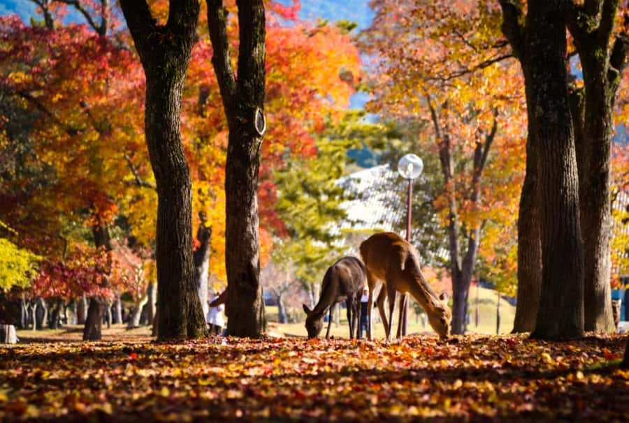 Osaka/Kyoto:Kinkakuji,Arashiyama,FushimiInariShrine,NaraPark - Who should book this day trip?