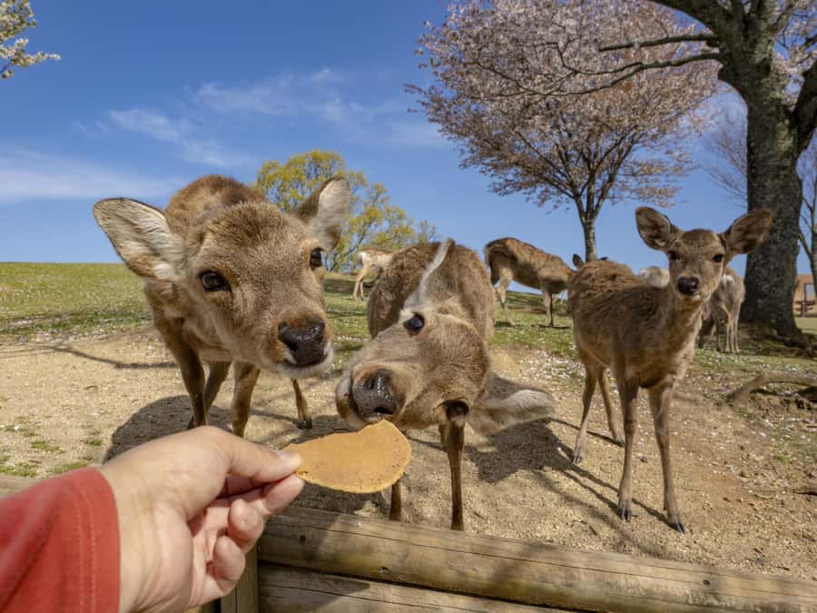 Osaka/Kyoto:Kinkakuji,Arashiyama,FushimiInariShrine,NaraPark - Kinkaku-ji, Kyoto’s Golden Pavilion