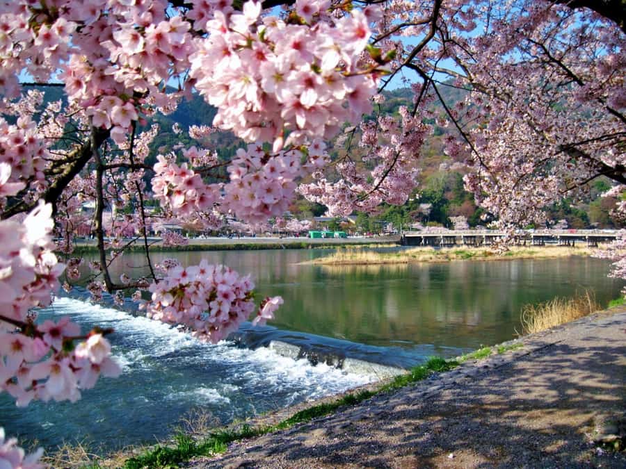 Osaka/Kyoto:Kinkakuji,Arashiyama,FushimiInariShrine,NaraPark - Fushimi Inari and the vermilion gates
