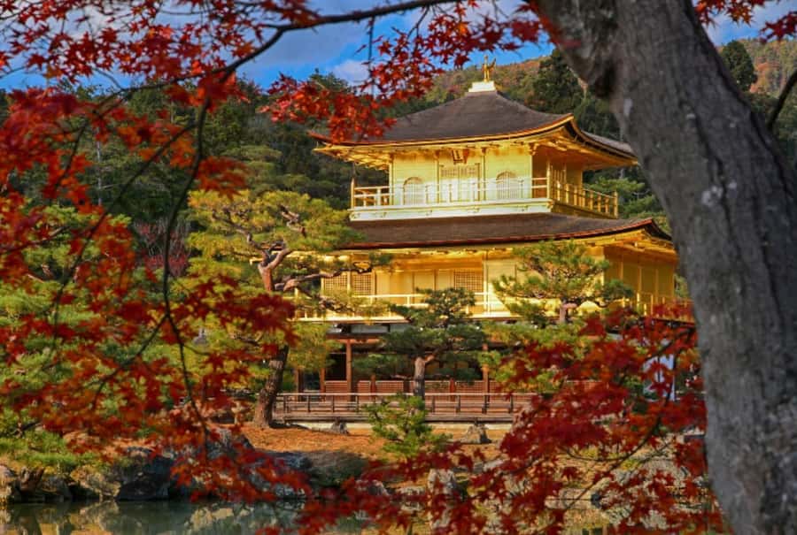Osaka/Kyoto:Kinkakuji,Arashiyama,FushimiInariShrine,NaraPark - Guides, group size, and the pace