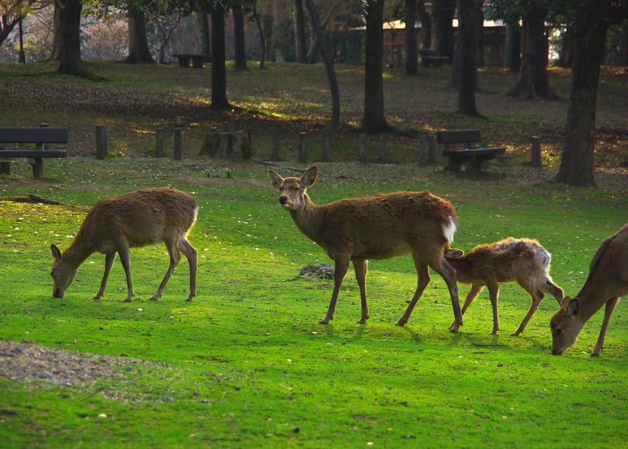 Osaka/Kyoto:Kinkakuji,Arashiyama,FushimiInariShrine,NaraPark - How much walking should you expect?
