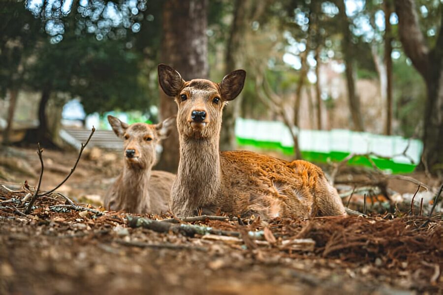Osaka/Kyoto: Private Kyoto and Nara Day Trip - What a Nara-only day can include