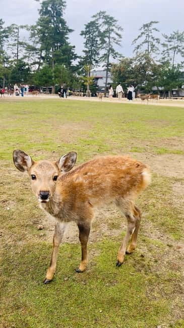Osaka & Nara: Private Tour with English speaking guide - A private day from Nara’s deer to Osaka’s neon
