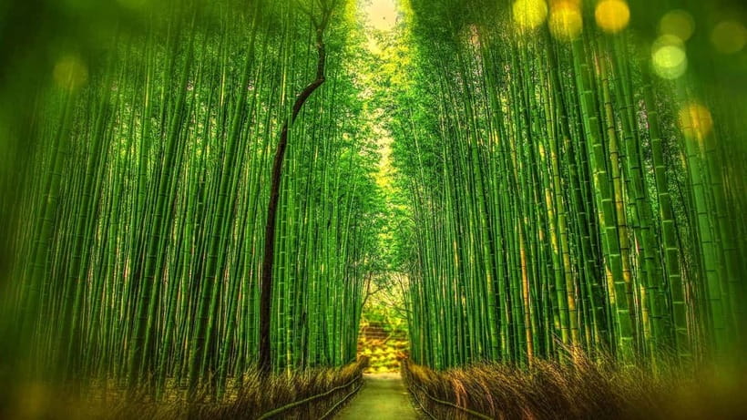Osaka to Kyoto: Arashiyama Bamboo Grove Small Group Tour - Quick take on this Osaka to Kyoto day