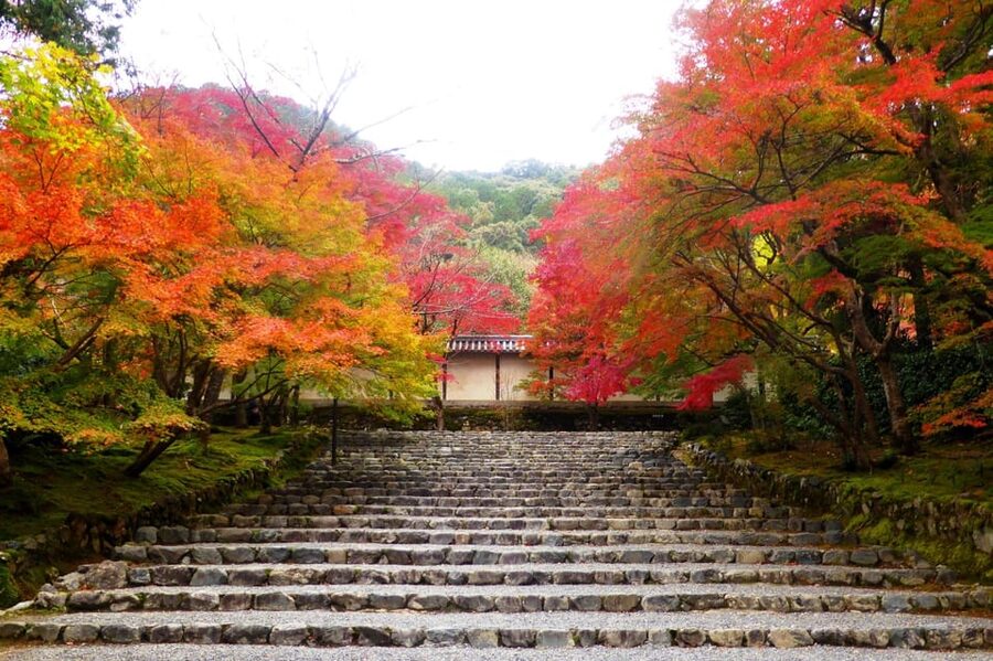 Osaka to Kyoto: Arashiyama Bamboo Grove Small Group Tour - Who should book this day trip?