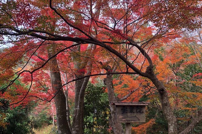 Private car tour in Kyoto (up to 4) - What Kosuke adds to the day