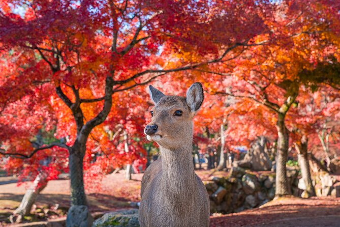 Private Kyoto Tour by Car with Optional Nara or Osaka Add-Ons - Fushimi Inari starts the day with red torii gates