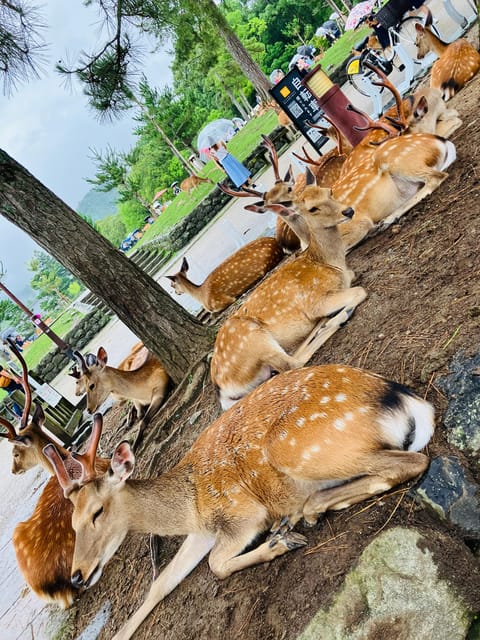 Private Nara Tour from Osaka – Meet at Your Hotel - Higashimuki Shopping Street and the first look at Nara