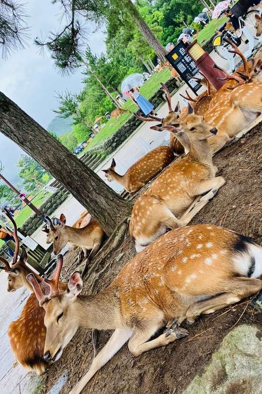 Private Nara Tour from Osaka – Meet at Your Hotel - The 70-minute train ride to Nara