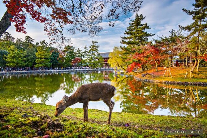Private Tour Kyoto-Nara w/Hotel Pick Up & Drop off from Kyoto - One day, two ancient centers