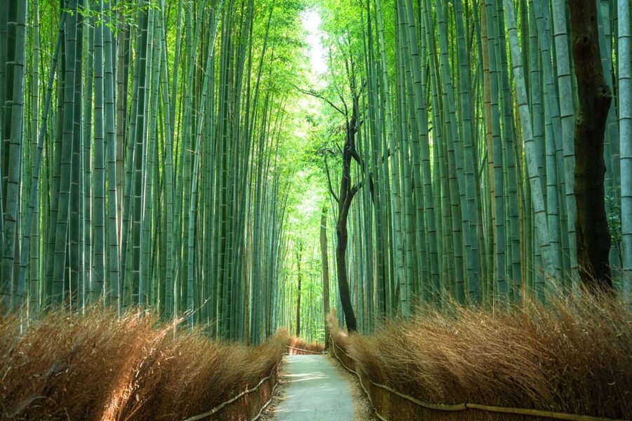Private Tour to Monkey Park and Arashiyama Highlights - Feeding the monkeys safely